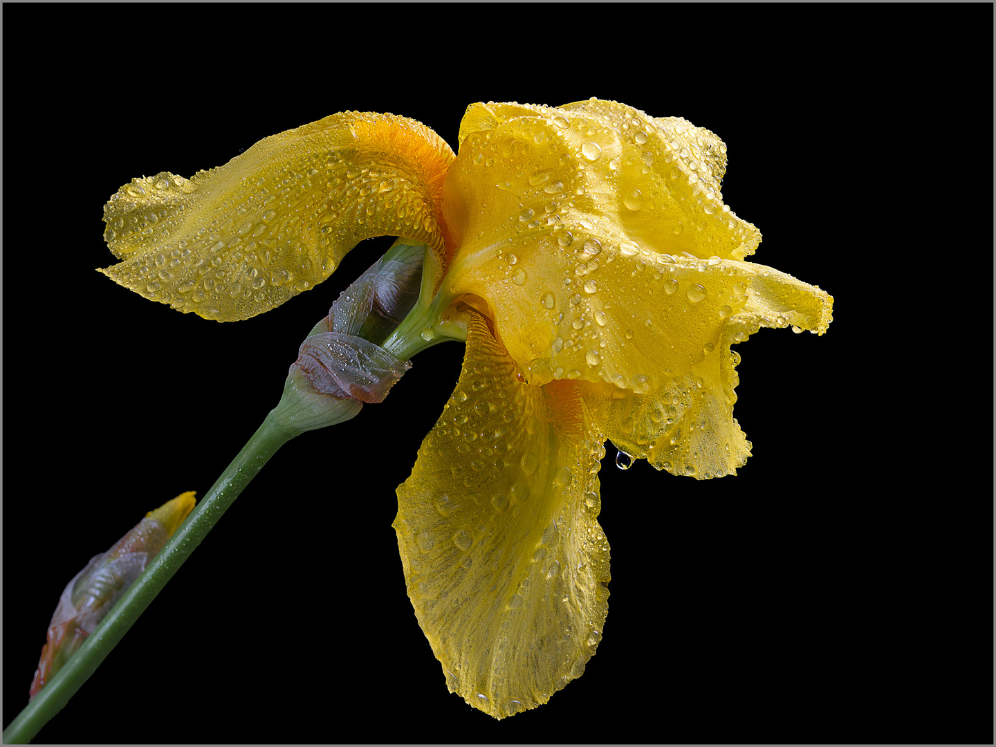 nasse Iris