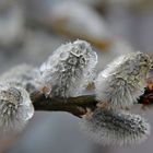 nasse Kätzchen