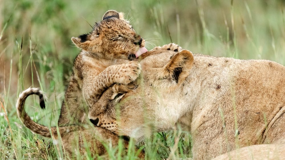 Katze Afrika Katze Afrika