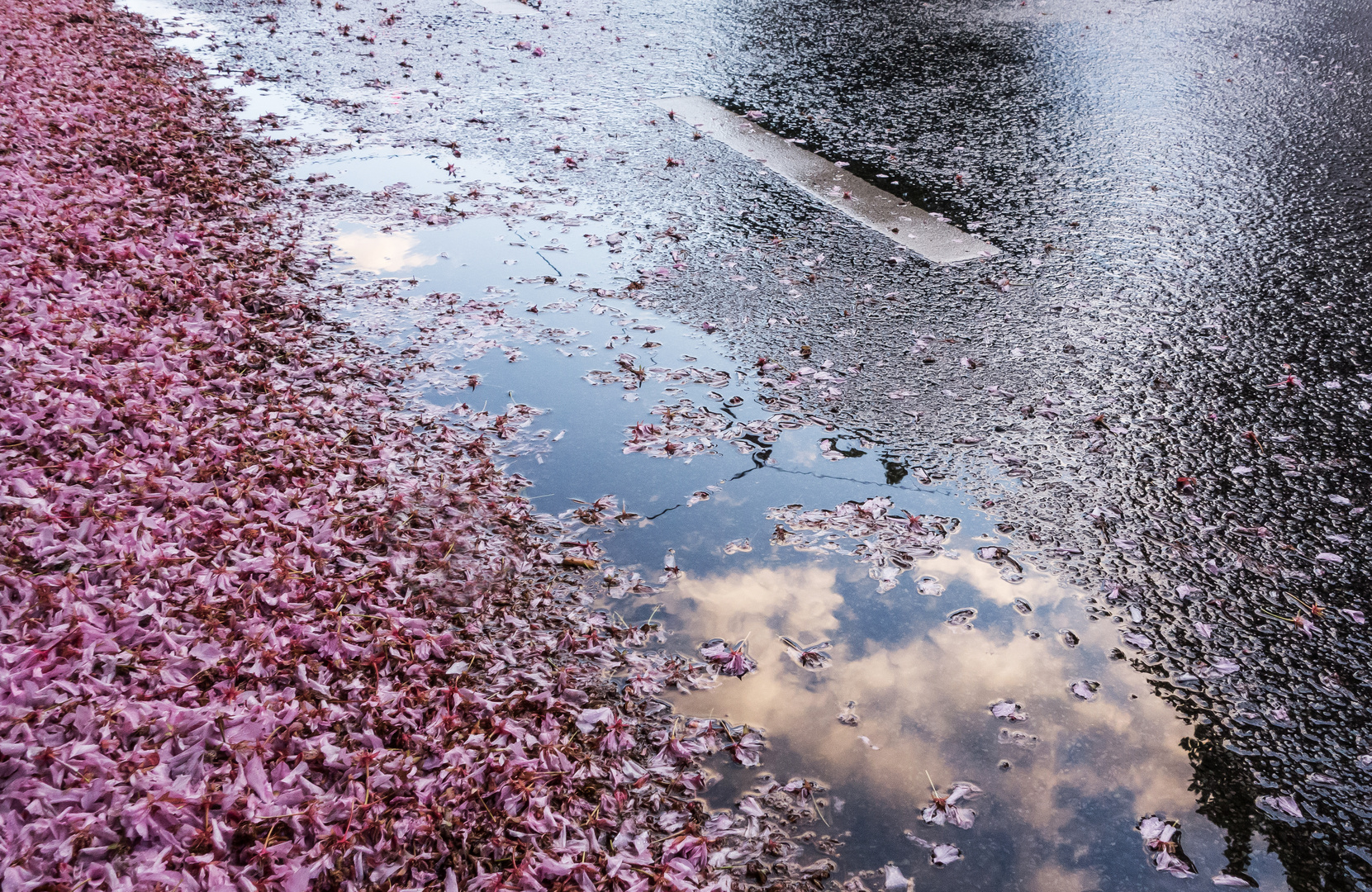 Nasse Kirschblüten