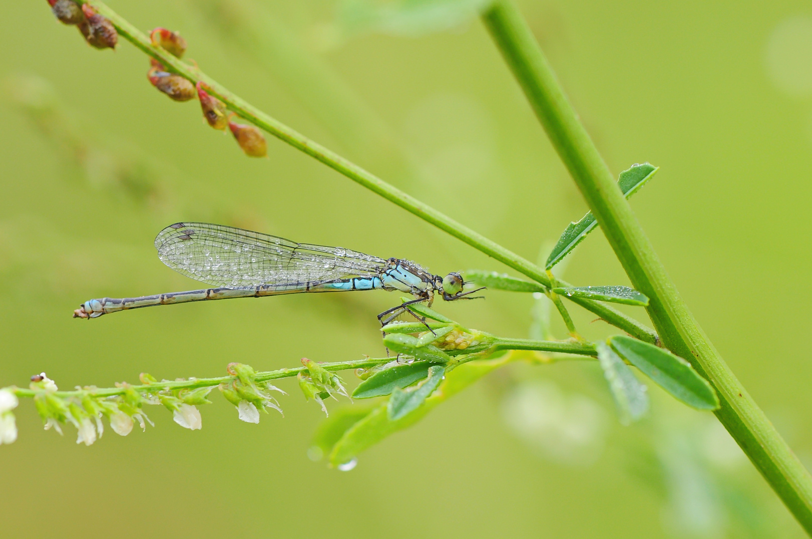 Nasse Libelle