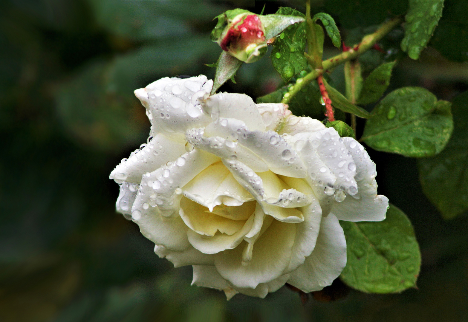 nasse Oktoberblüte