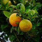 Nasse Orangen