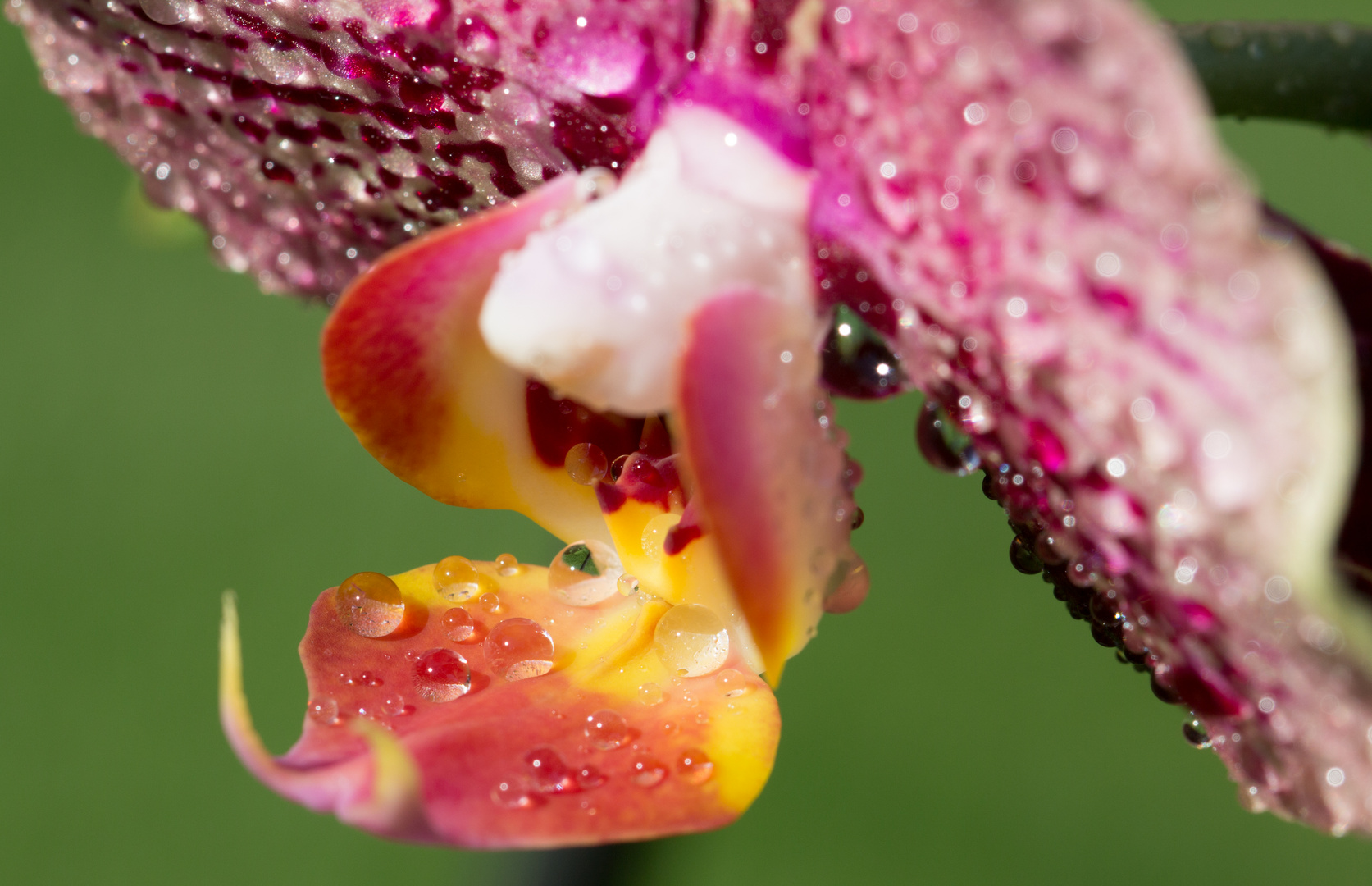 Nasse Orchideenblüte