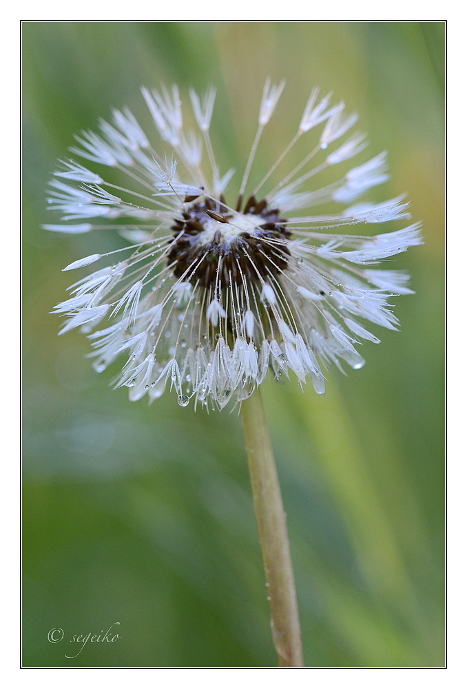 Nasse Pusteblume