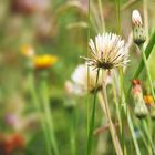 Nasse Pusteblume