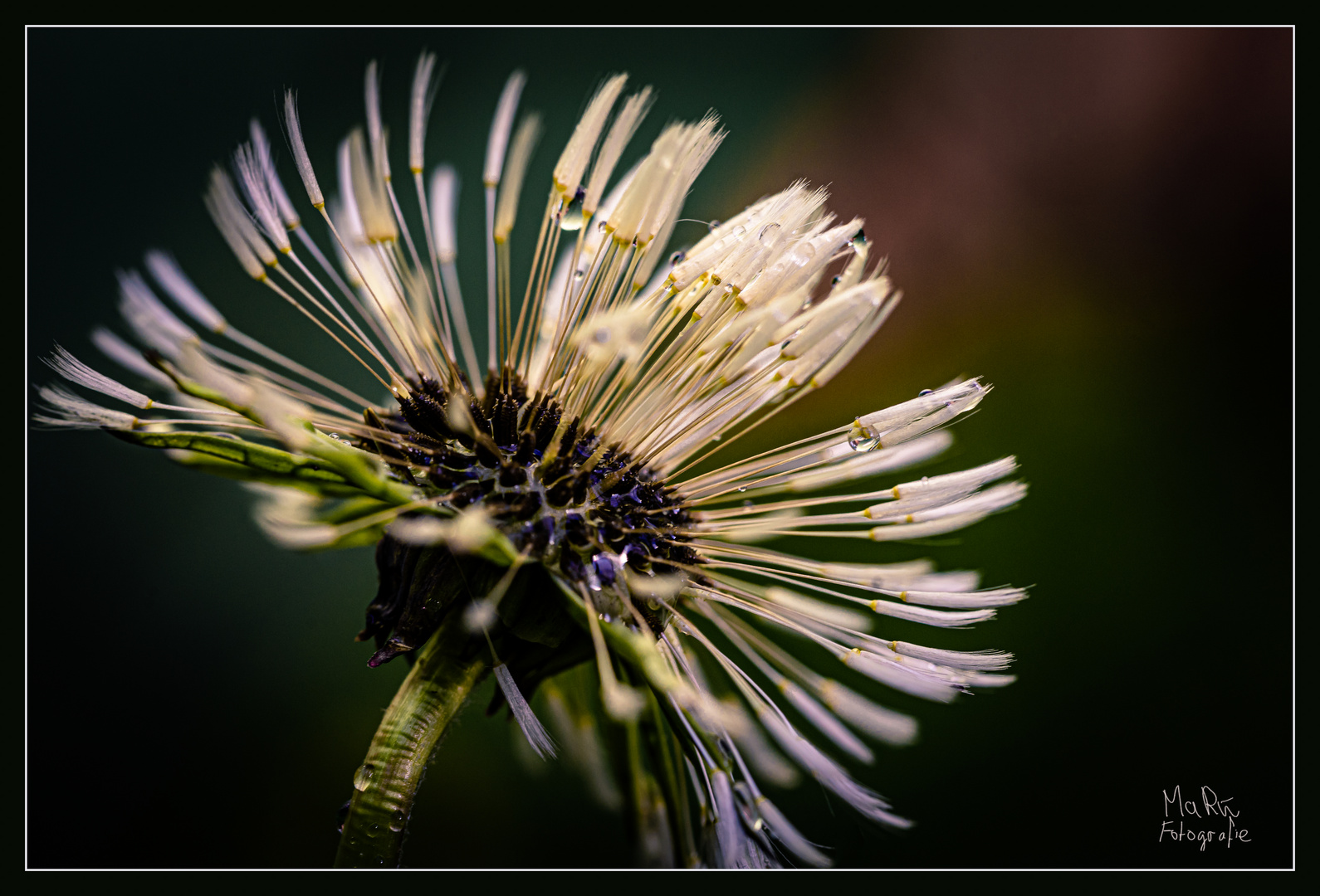 Nasse Pusteblume