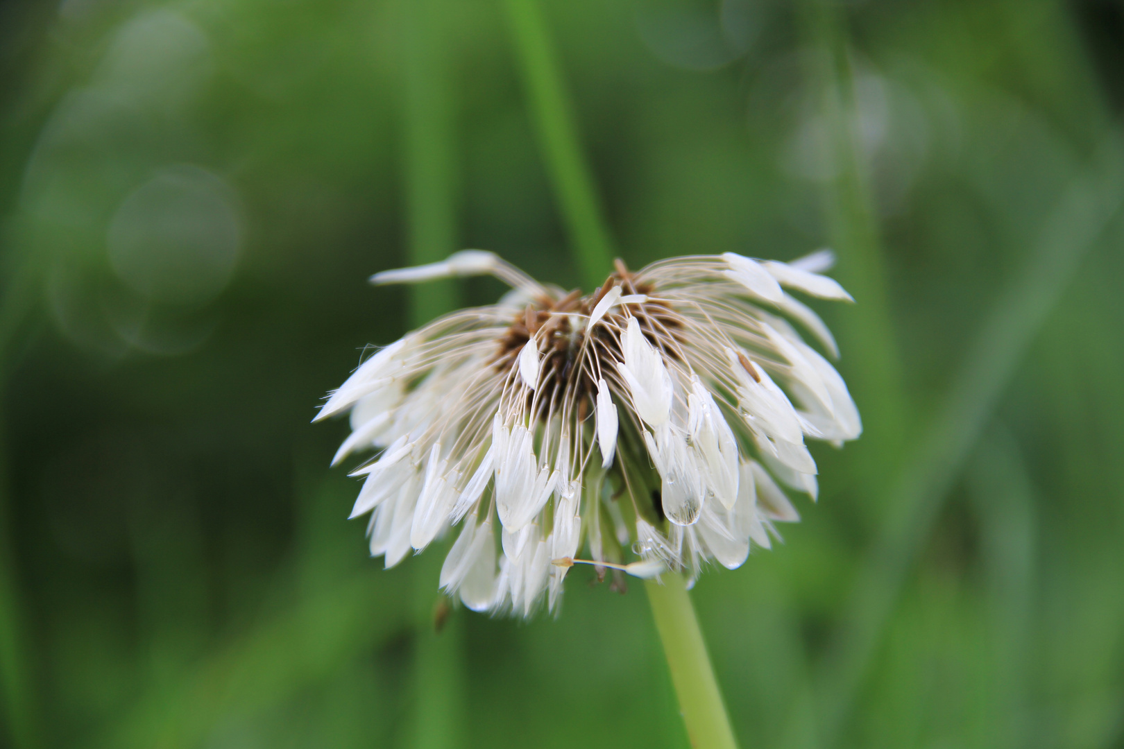 Nasse Pusteblume