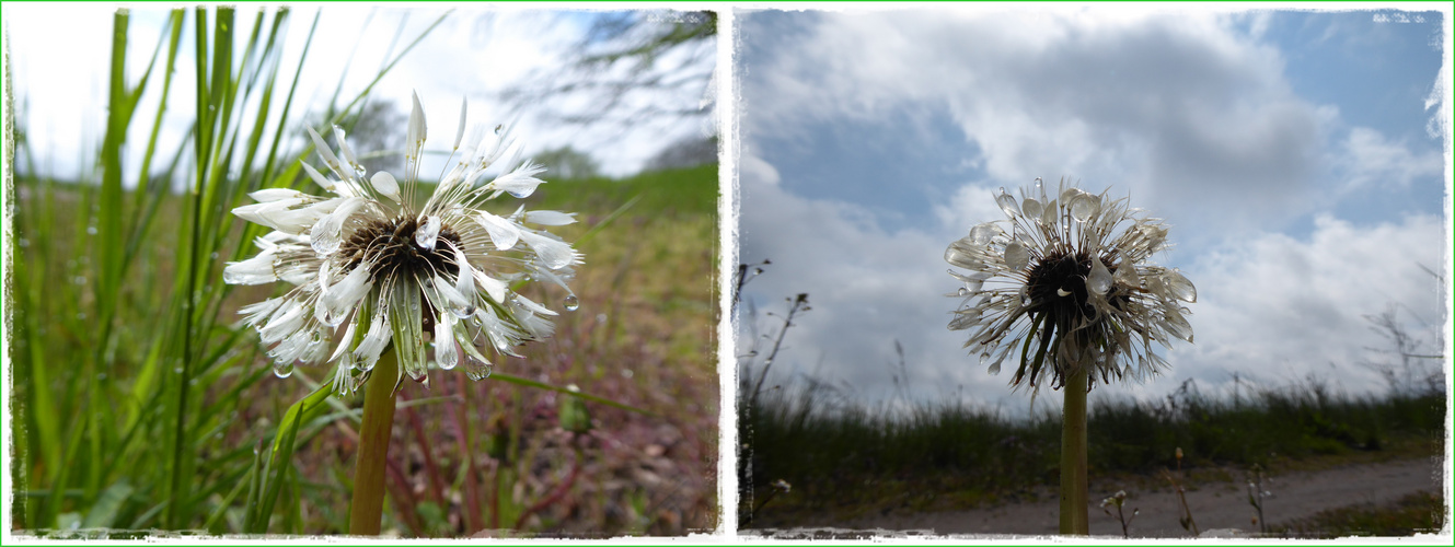 nasse Pusteblumen