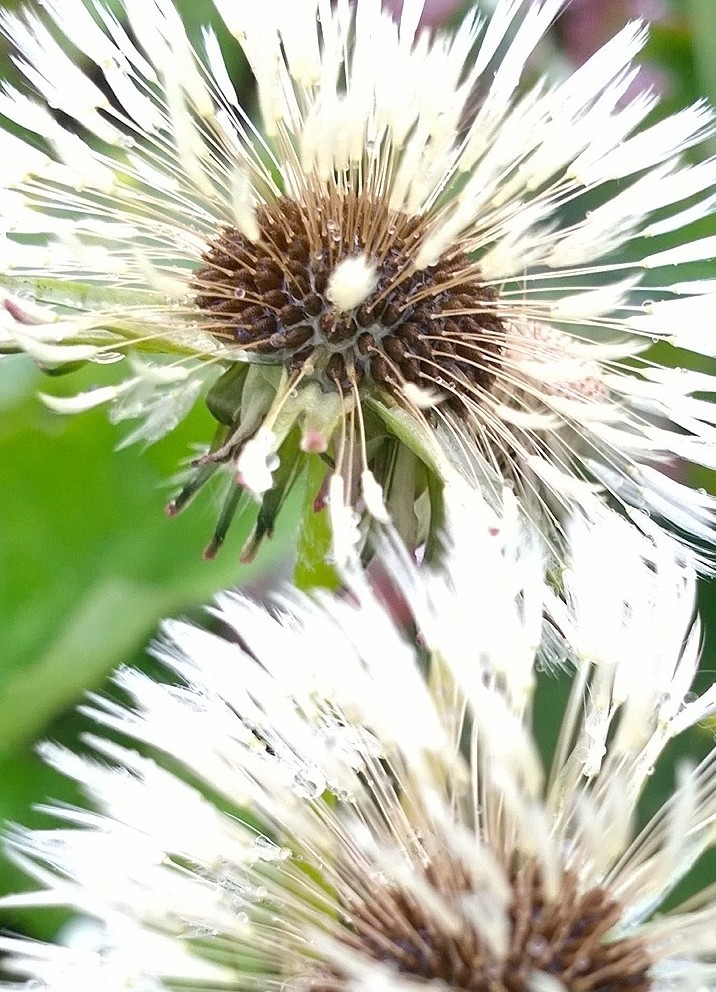 nasse Pusteblumen