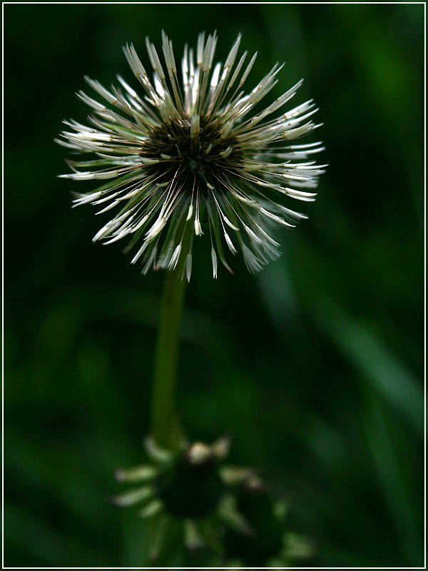 Nasse Pustiplume