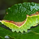 Nasse Raupe vom Großen Gabelschwanz (Cerura vinula) - Chenille mouillée de l'Hermine.