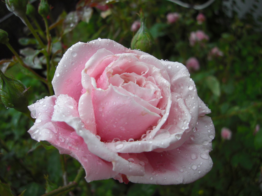 nasse Rose