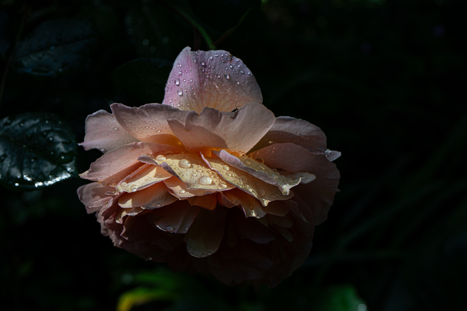 nasse Rose