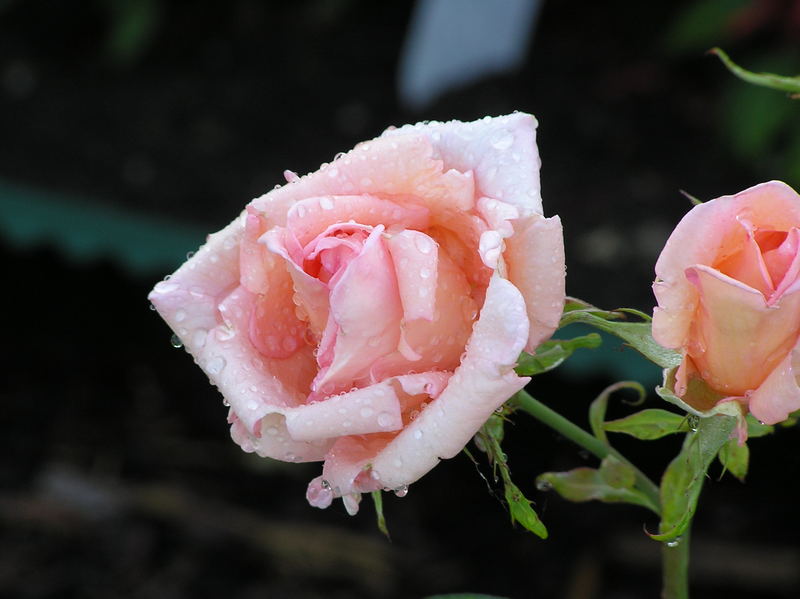 nasse Rose