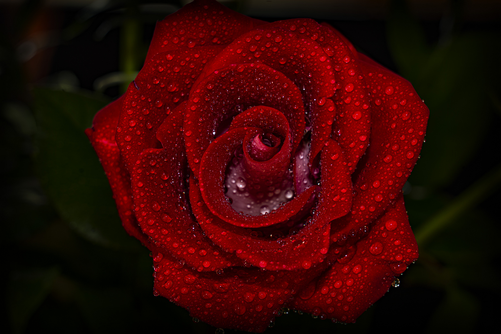 nasse Rose rot/weiß