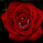 nasse Rose rot/weiß