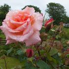 nasse Rosen in einem Garten von Schull