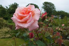 nasse Rosen in einem Garten von Schull