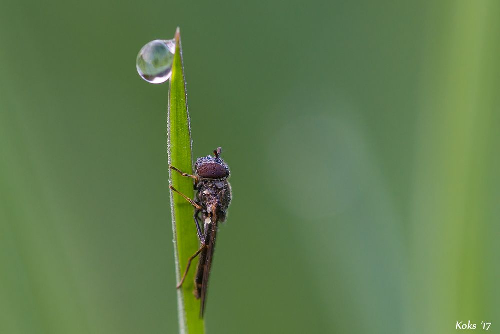 nasse Schwebfliege