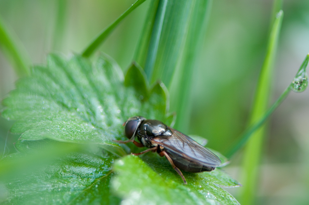 Nasse Schwebfliege