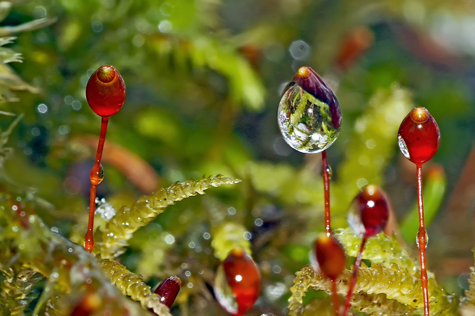  Nasse Sporenkapseln im Wald. -  Capsules de spores de mousse...