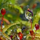  Nasse Sporenkapseln im Wald. -  Capsules de spores de mousse...