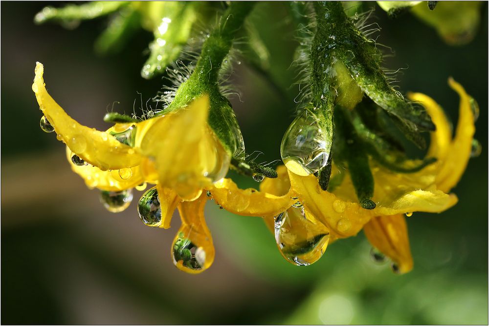 Nasse Tomaten-Blüten...