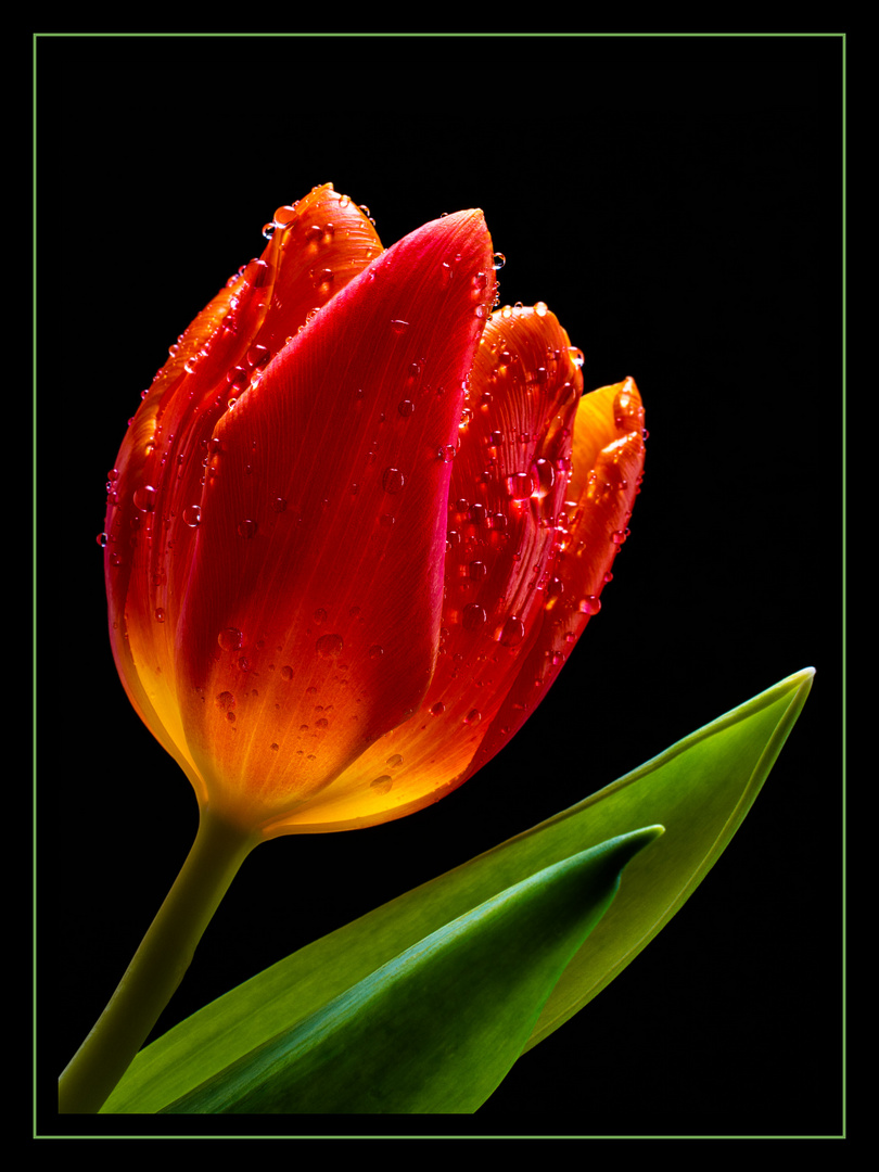 nasse Tulpe