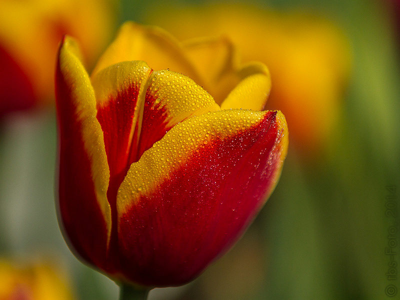 Nasse Tulpe