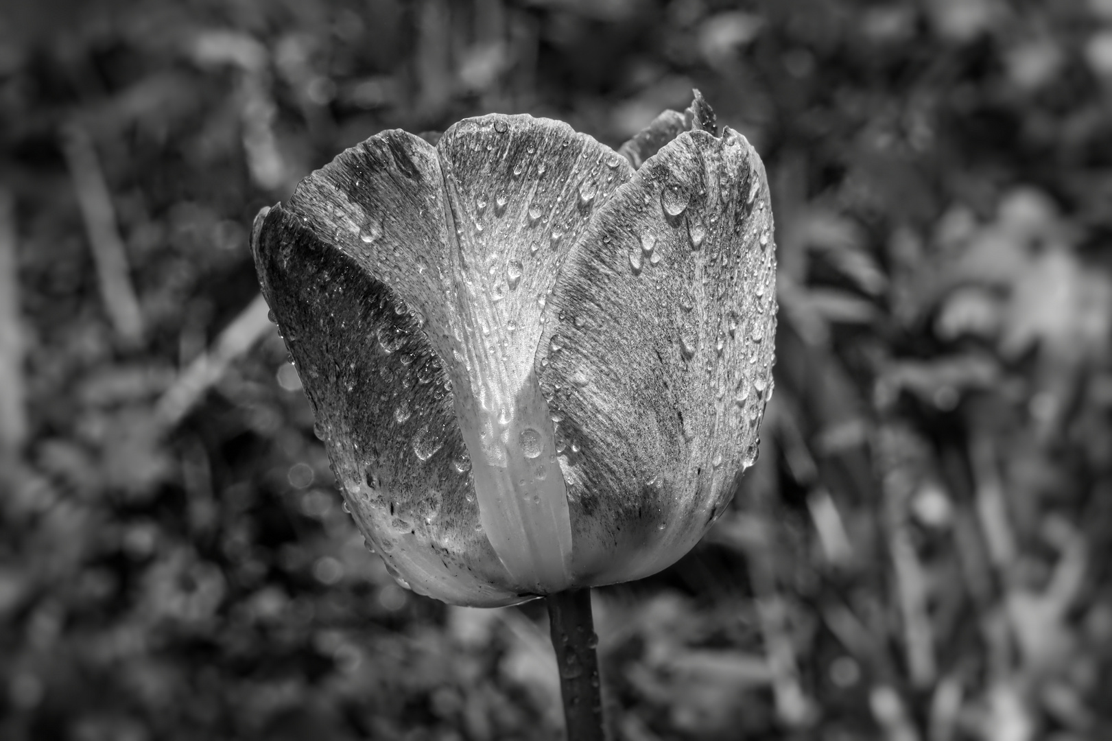 nasse Tulpe  -  wet tulip