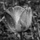 nasse Tulpe  -  wet tulip