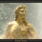 Nasse Venus