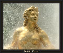 Nasse Venus