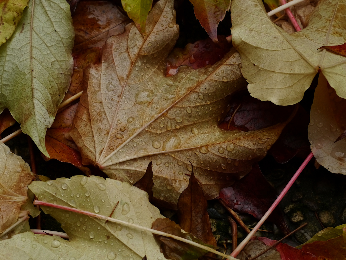 nasse Weinblätter - fading beauty