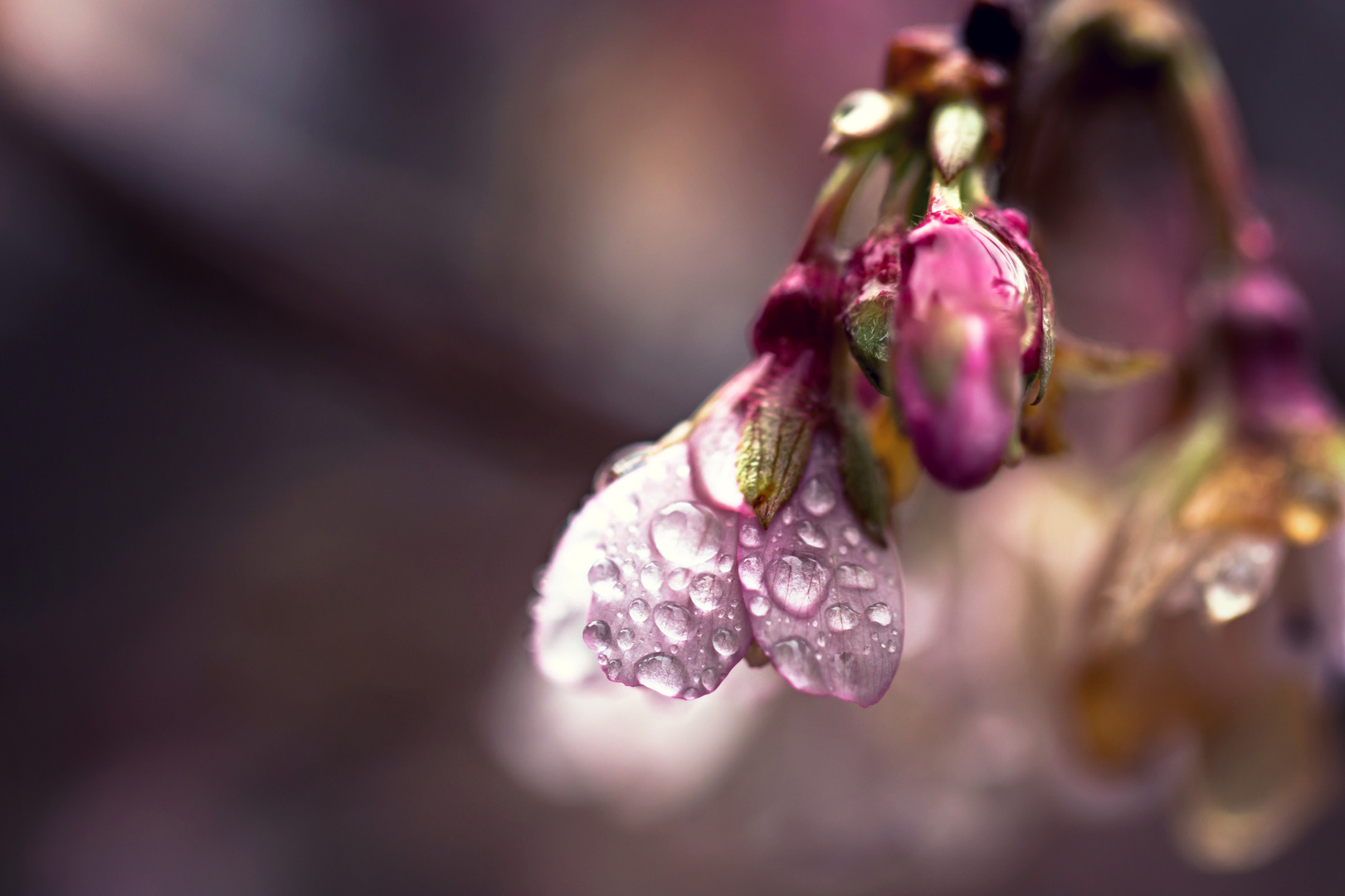 Nasse Winterblüte