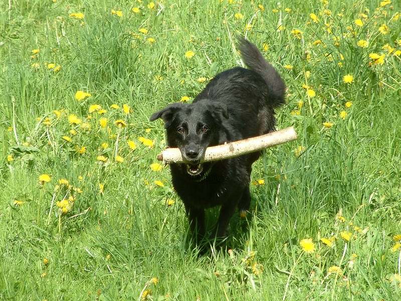 Nasser alter Hund mit Stoeckchen an Loewenzahn