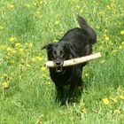 Nasser alter Hund mit Stoeckchen an Loewenzahn