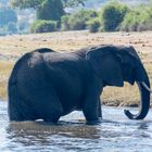 Nasser Elephant im Chobe Nationalpark Botswana