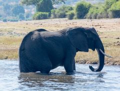 Nasser Elephant im Chobe Nationalpark Botswana