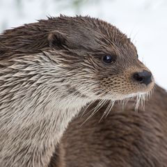 Nasser Fischotter im Schnee