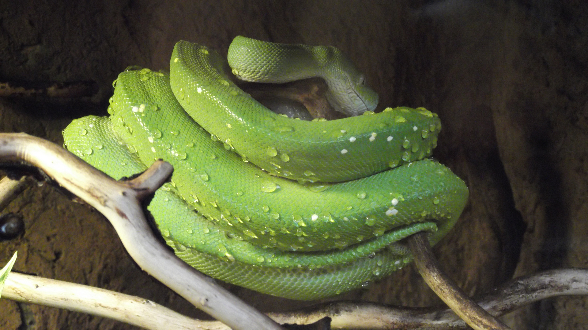 Nasser Grüner Baumpython (Morelia viridis)