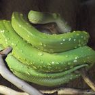 Nasser Grüner Baumpython (Morelia viridis)