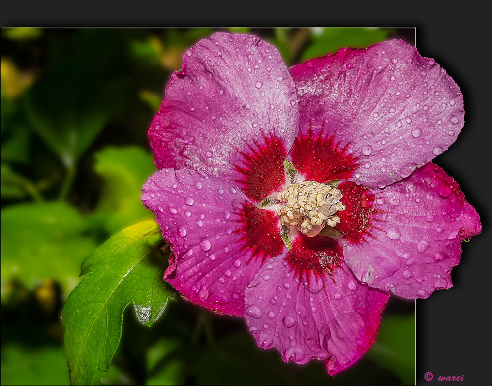 Nasser Hibiskus