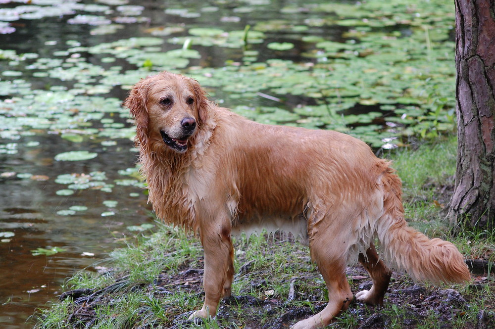 Nasser Hund