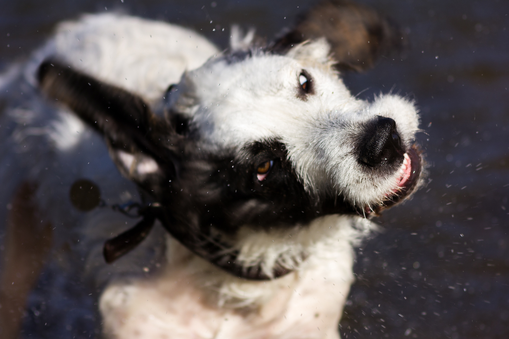 Nasser Hund