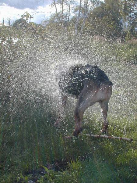 Nasser Hund