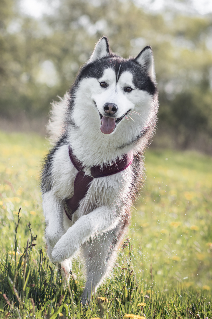 Nasser Hund