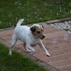 Nasser Hund auf der Jagd nach Seifenblasen.