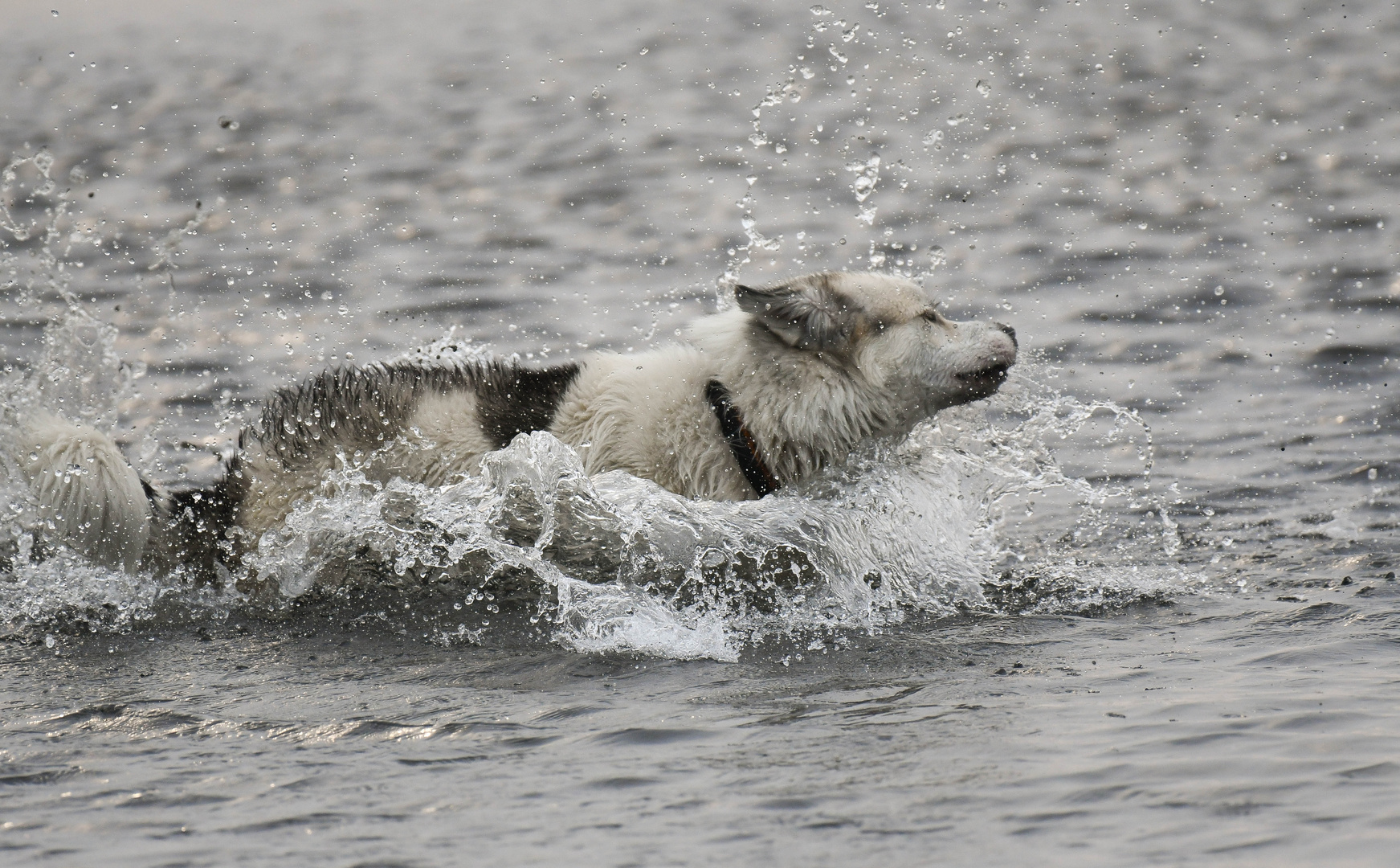 Nasser Hund 